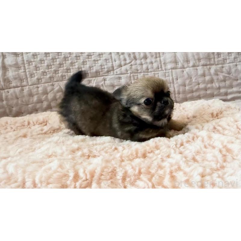 販売中の埼玉県のチワワ(ロングコート)-448483の4枚目