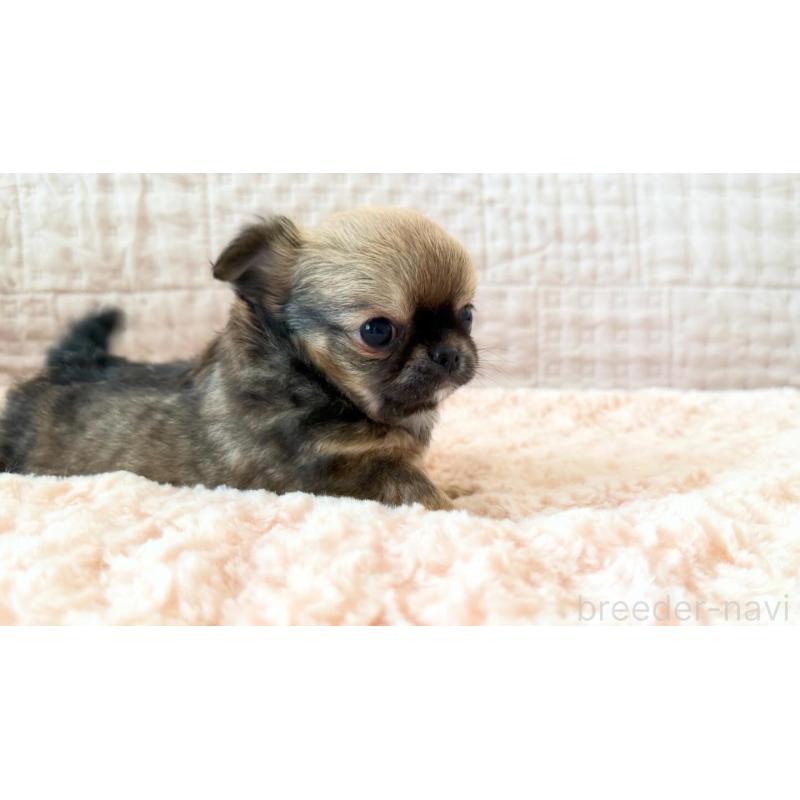 販売中の埼玉県のチワワ(ロングコート)-448483の2枚目