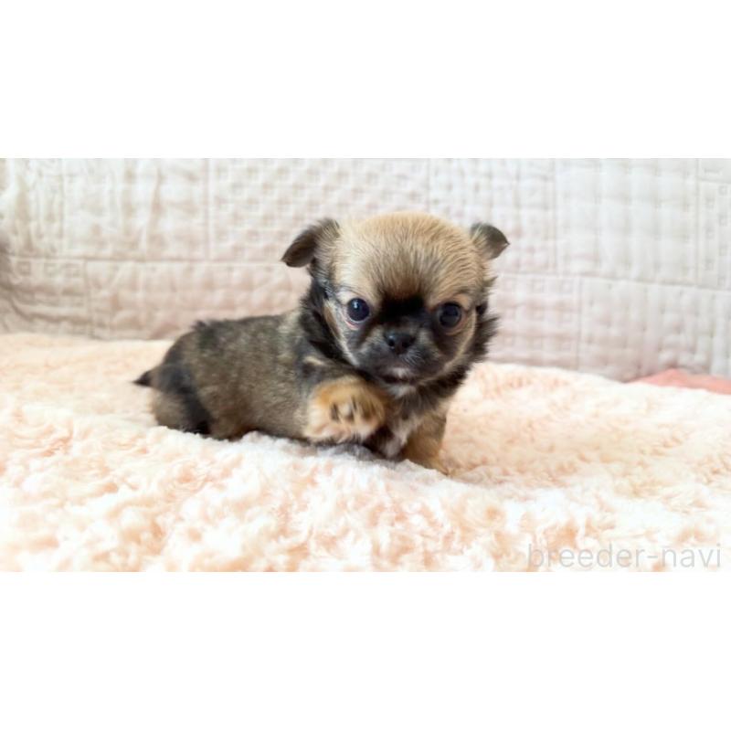 販売中の埼玉県のチワワ(ロングコート)-448483の3枚目