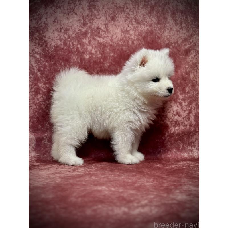 販売中の埼玉県のサモエド-448484の19枚目