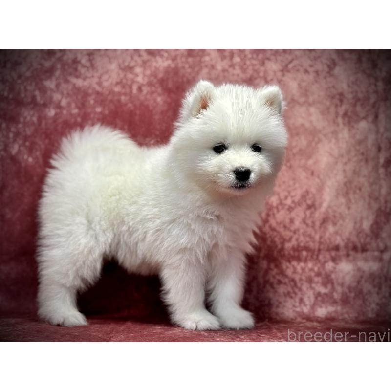 販売中の埼玉県のサモエド-448484の18枚目