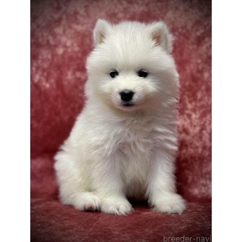 販売中の埼玉県のサモエド-448484の17枚目