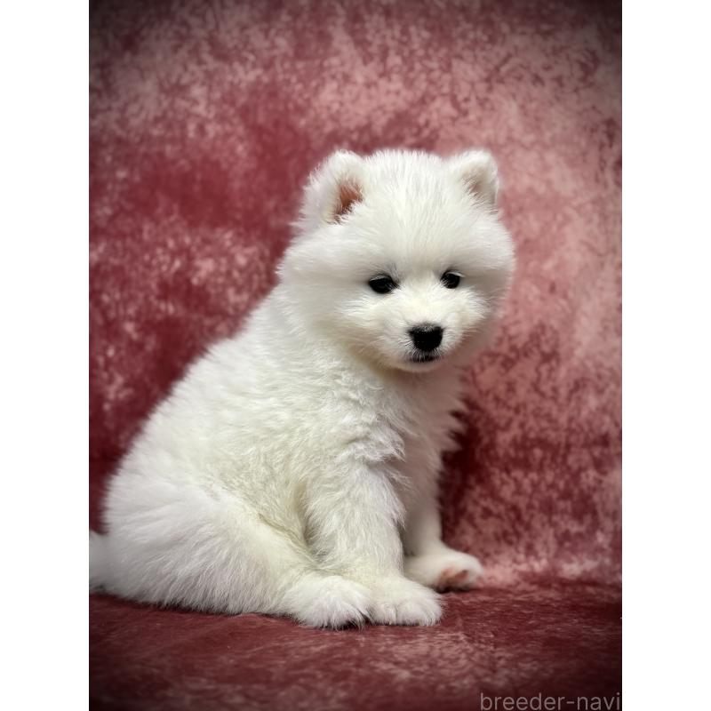 販売中の埼玉県のサモエド-448484の16枚目