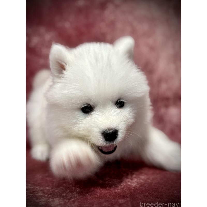 販売中の埼玉県のサモエド-448484の15枚目