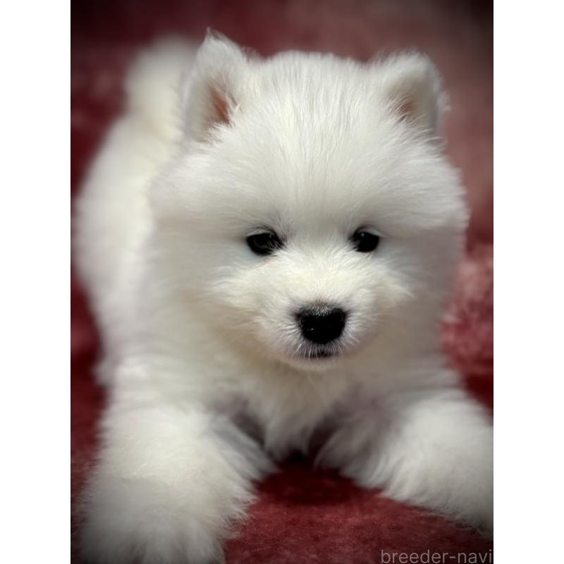 販売中の埼玉県のサモエド-448484の14枚目