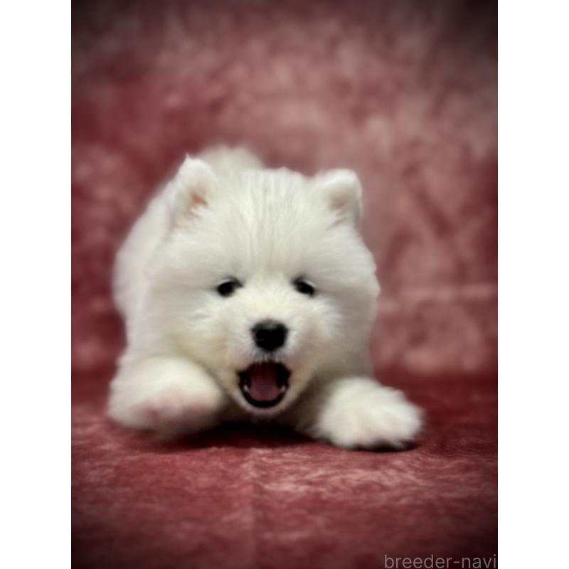 販売中の埼玉県のサモエド-448484の13枚目