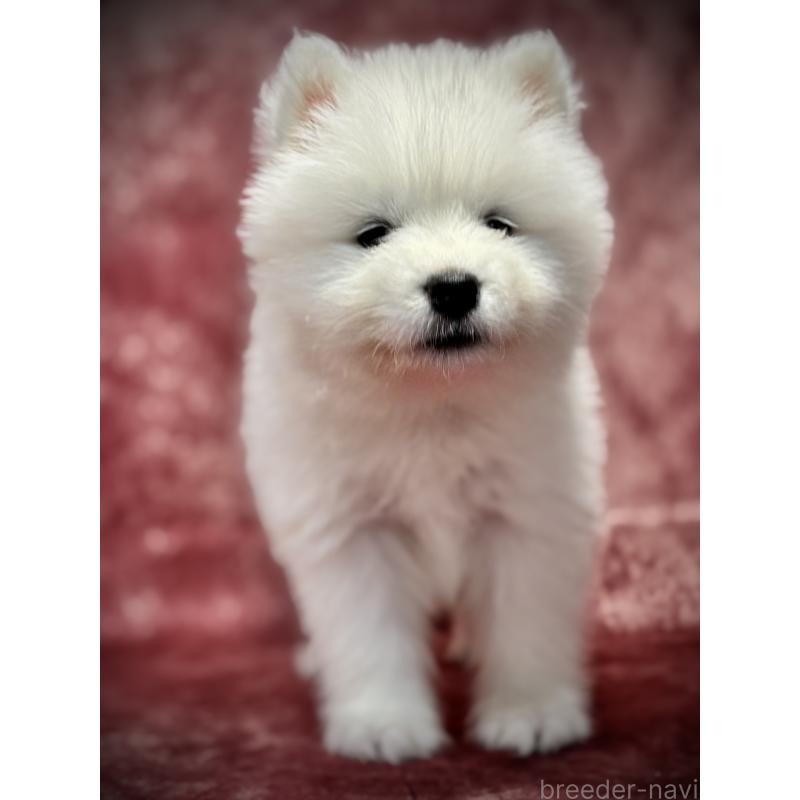 販売中の埼玉県のサモエド-448484の11枚目