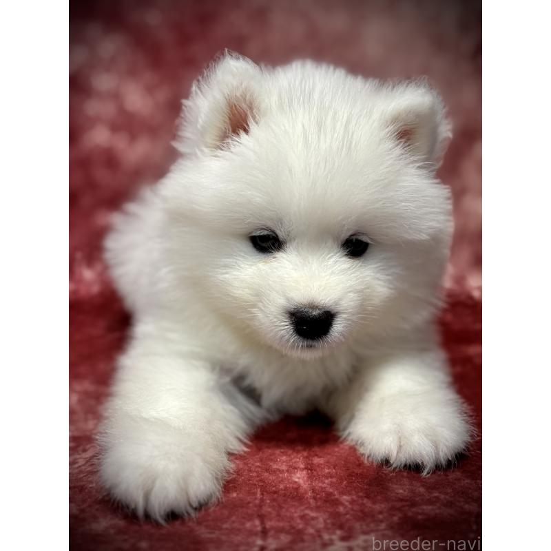 販売中の埼玉県のサモエド-448484の10枚目