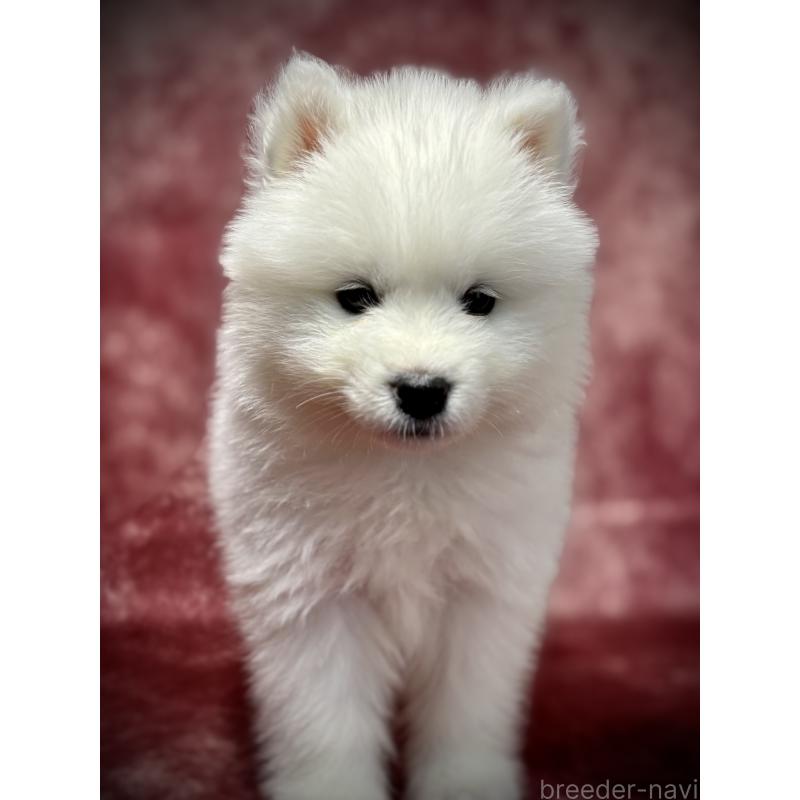 販売中の埼玉県のサモエド-448484の8枚目