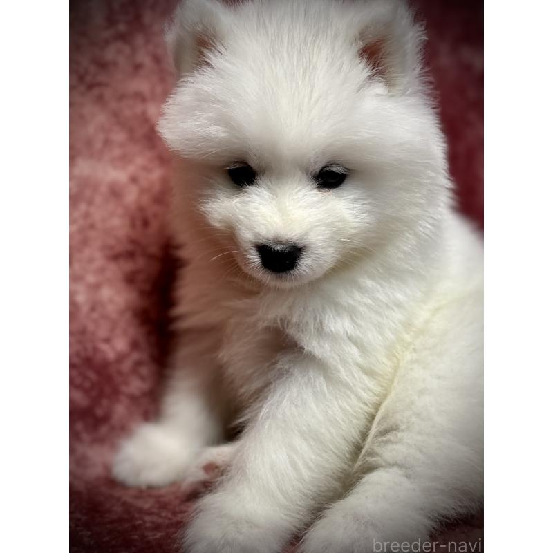 販売中の埼玉県のサモエド-448484の7枚目