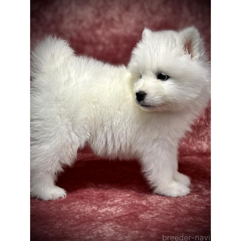 販売中の埼玉県のサモエド-448484の6枚目