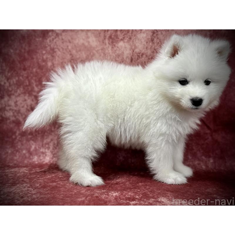 販売中の埼玉県のサモエド-448484の5枚目