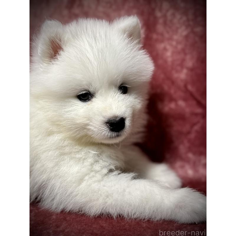 販売中の埼玉県のサモエド-448484の4枚目