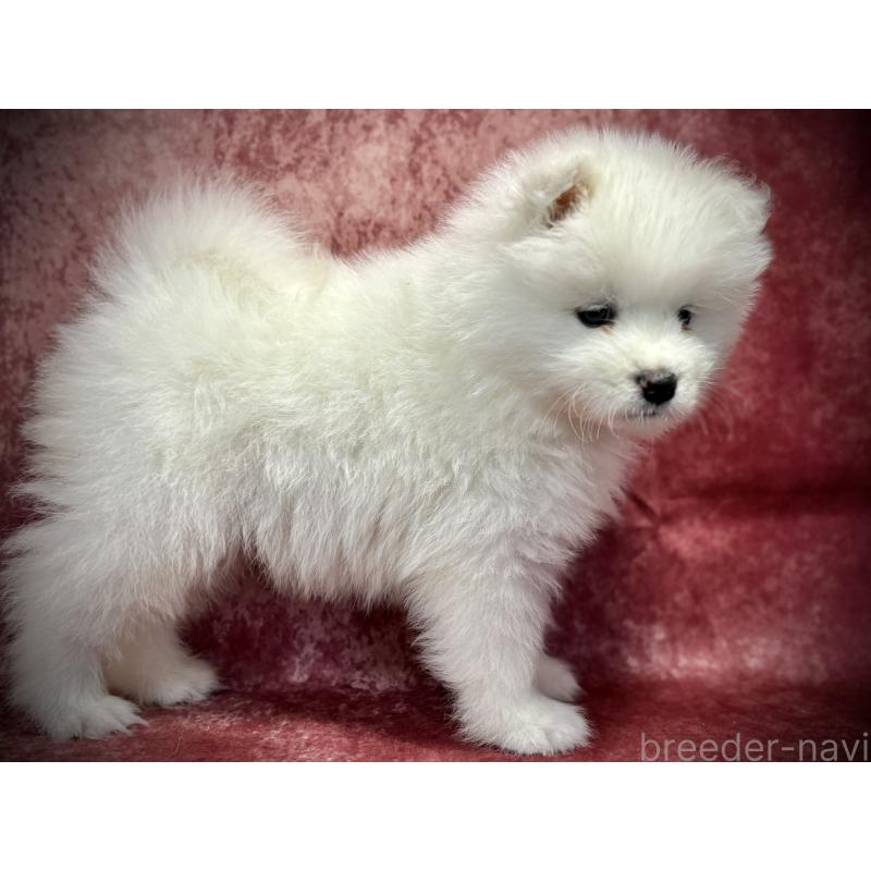 販売中の埼玉県のサモエド-448486の20枚目