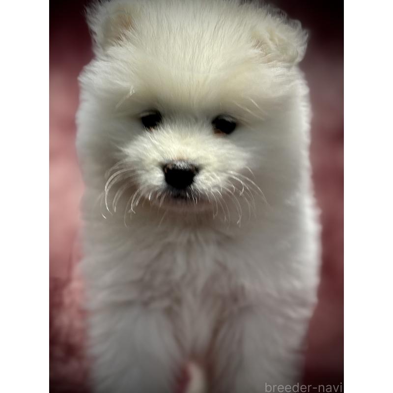 販売中の埼玉県のサモエド-448486の19枚目