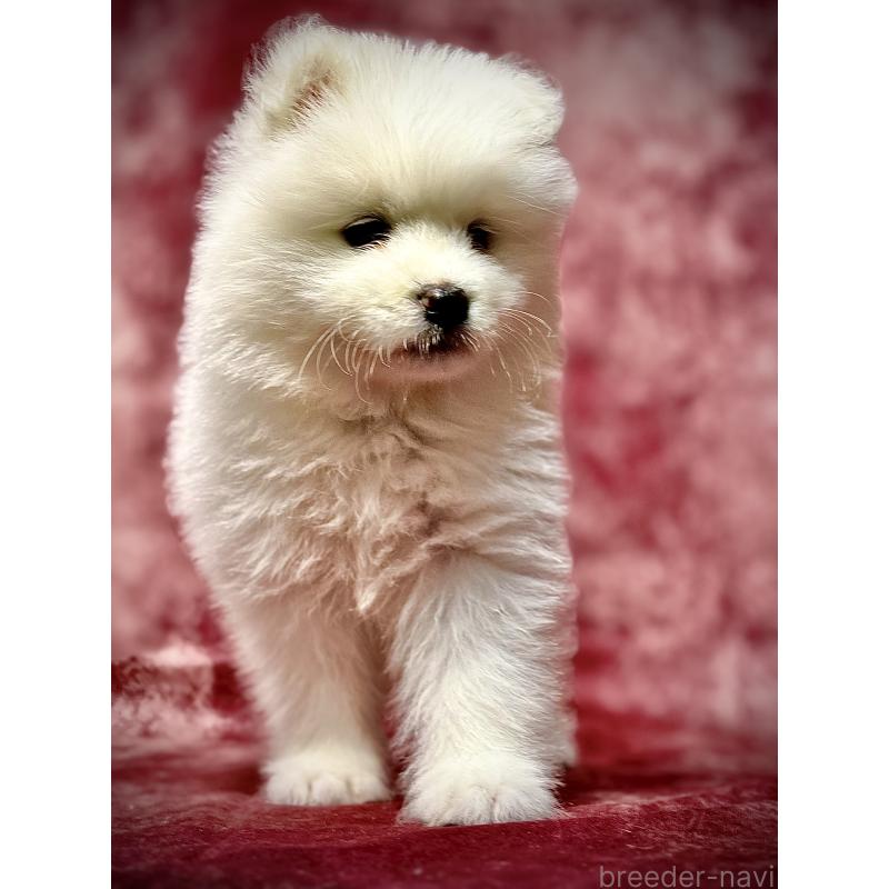 販売中の埼玉県のサモエド-448486の18枚目