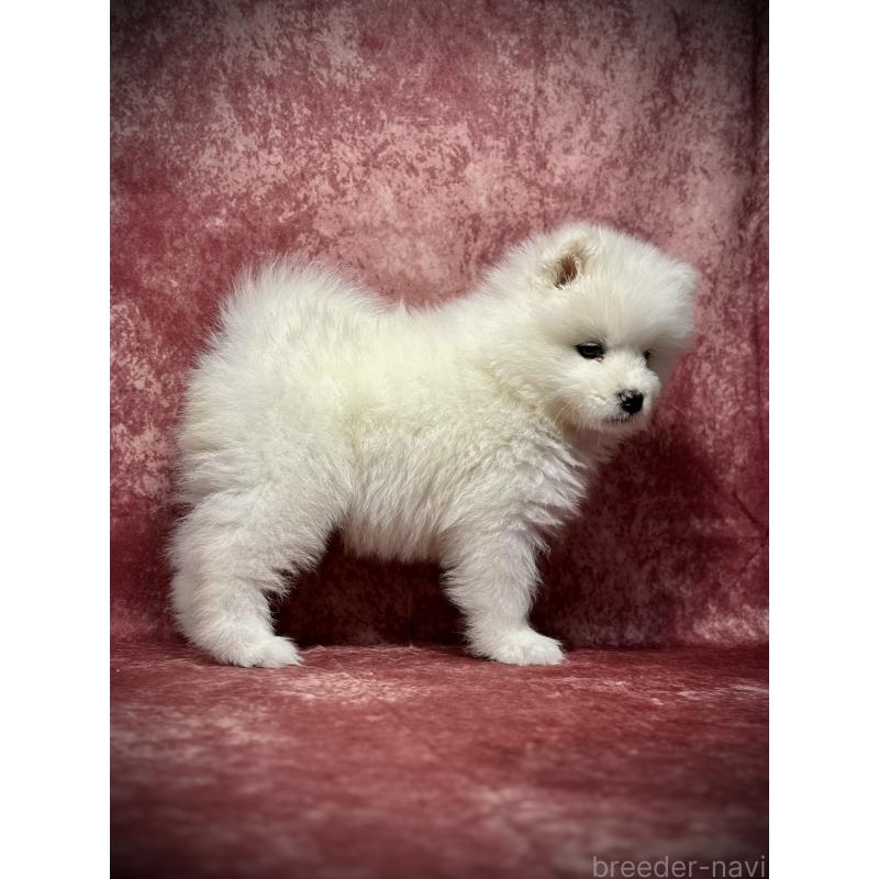 販売中の埼玉県のサモエド-448486の16枚目