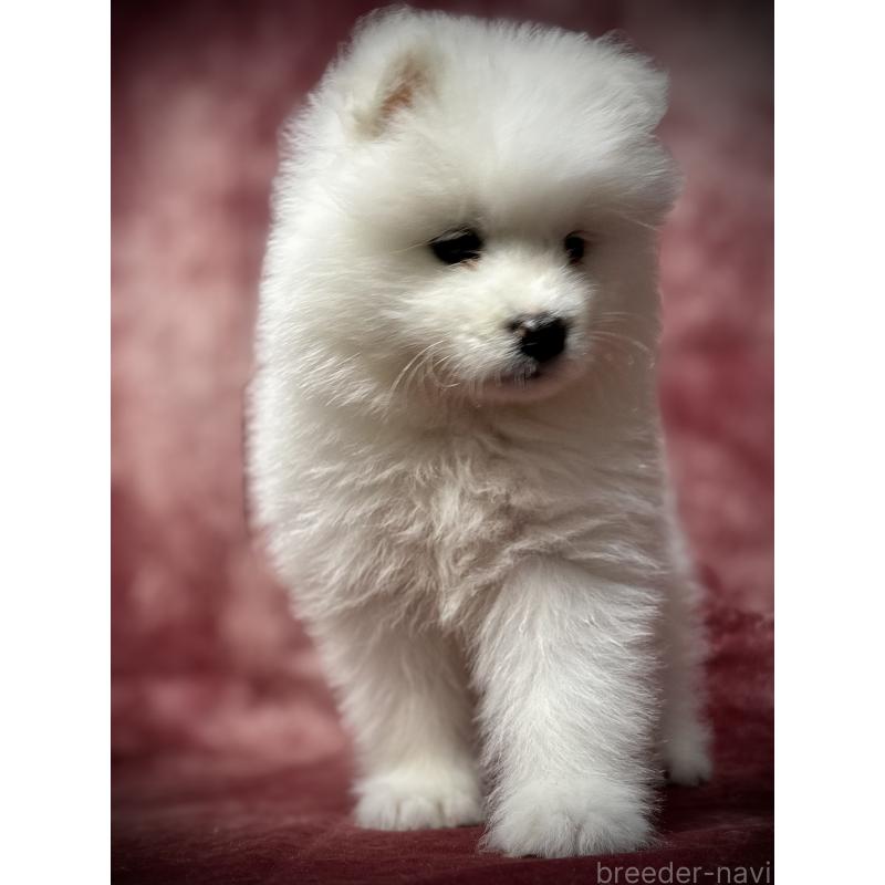 販売中の埼玉県のサモエド-448486の15枚目