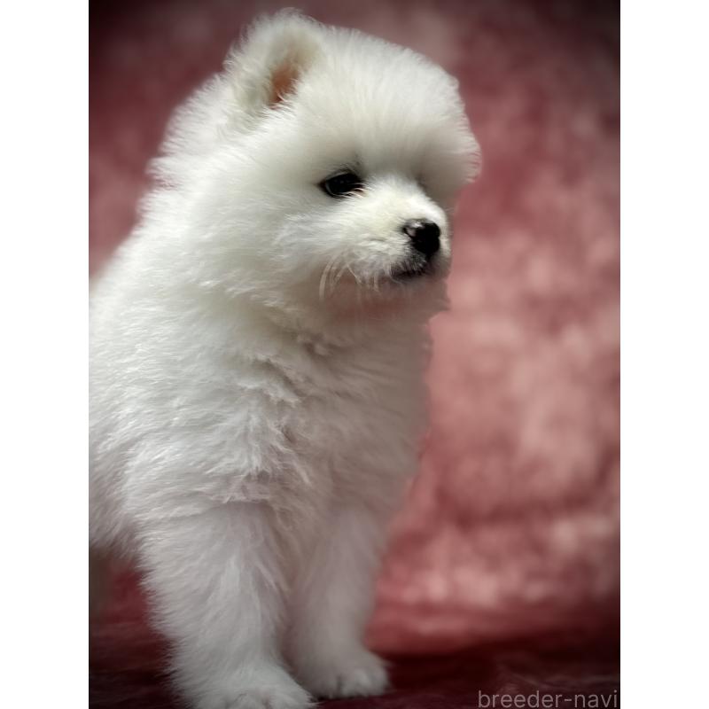 販売中の埼玉県のサモエド-448486の14枚目