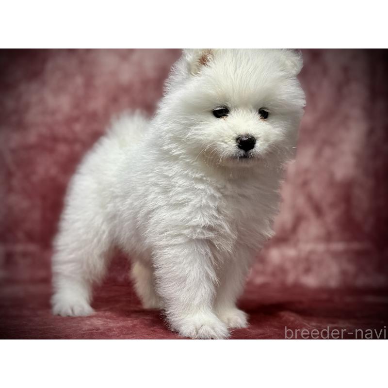 販売中の埼玉県のサモエド-448486の12枚目