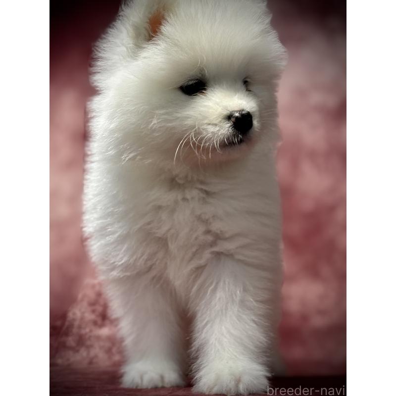 販売中の埼玉県のサモエド-448486の10枚目