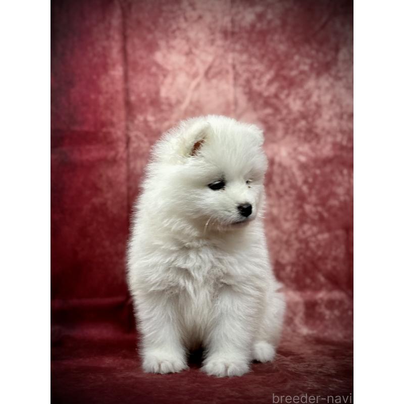 販売中の埼玉県のサモエド-448486の9枚目