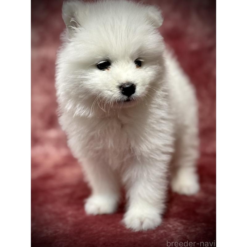 販売中の埼玉県のサモエド-448486の8枚目