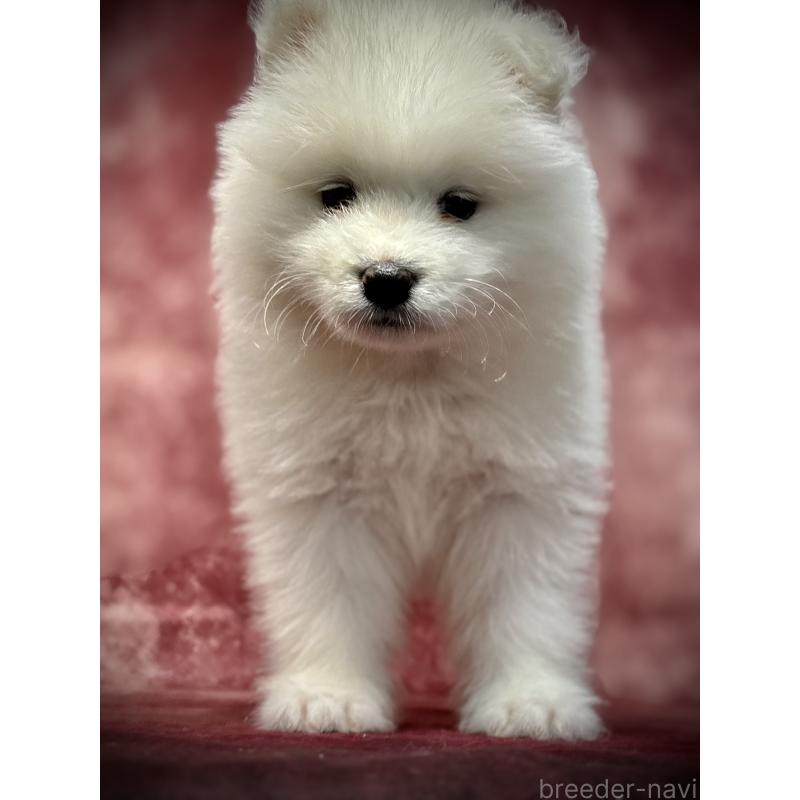 販売中の埼玉県のサモエド-448486の7枚目