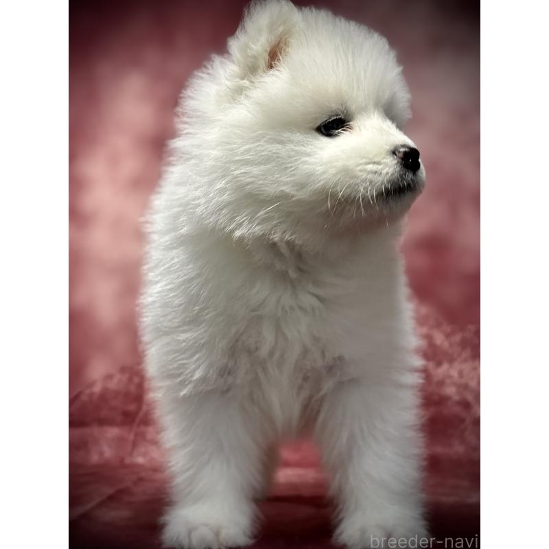 販売中の埼玉県のサモエド-448486の6枚目