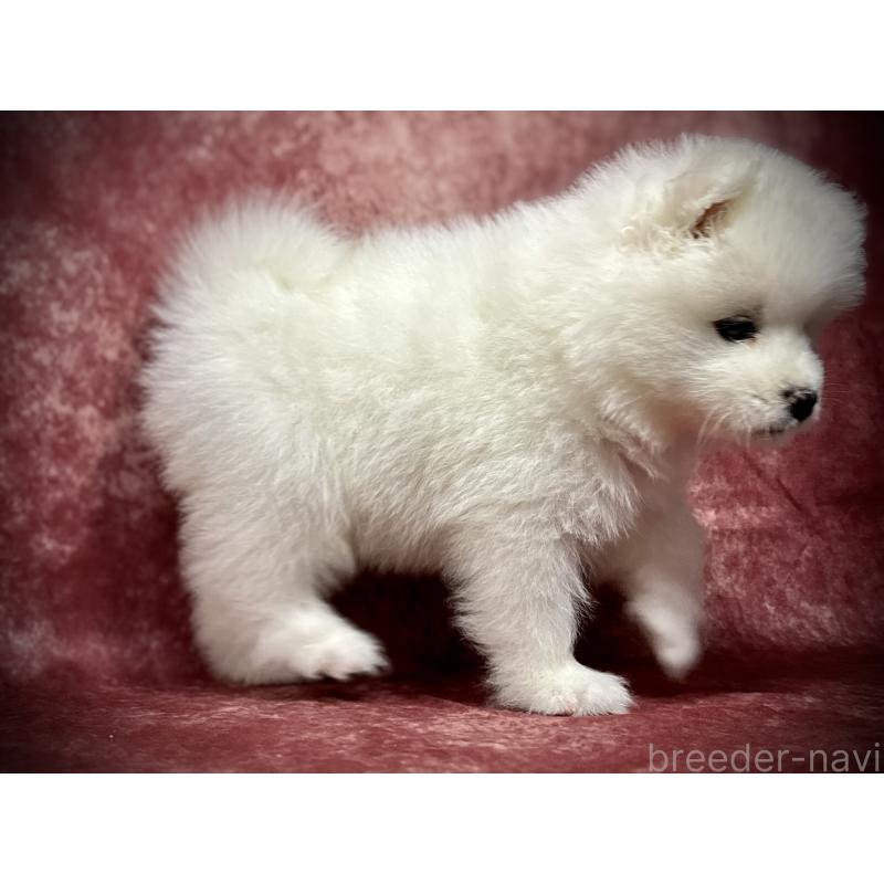 販売中の埼玉県のサモエド-448486の5枚目