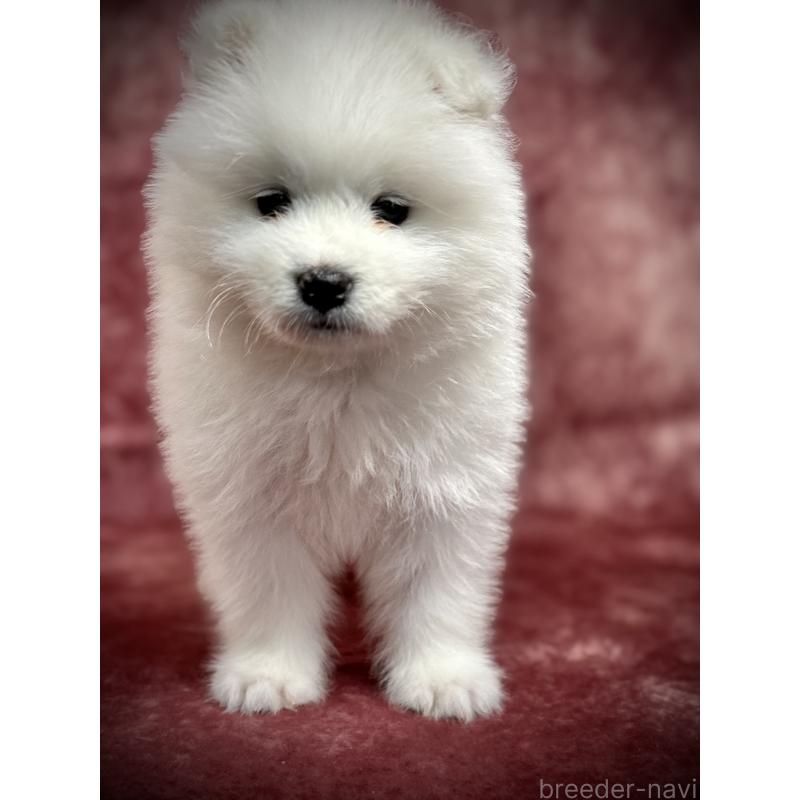 販売中の埼玉県のサモエド-448486の4枚目