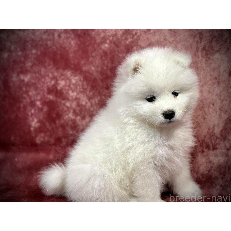 販売中の埼玉県のサモエド-448486の3枚目