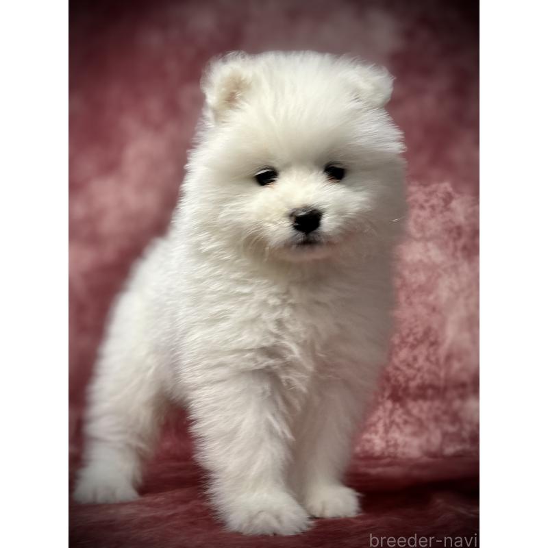 販売中の埼玉県のサモエド-448486の2枚目