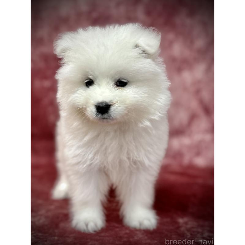 販売中の埼玉県のサモエド-448487