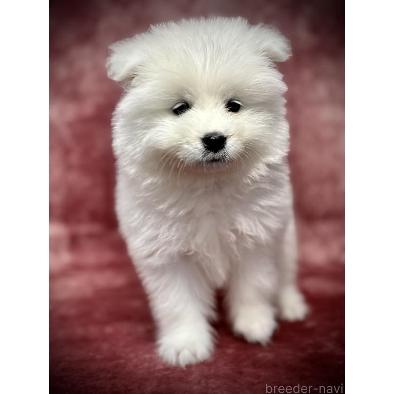 販売中の埼玉県のサモエド-448487の17枚目