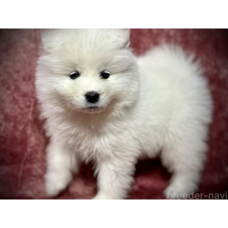 販売中の埼玉県のサモエド-448487の16枚目