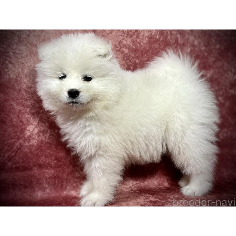 販売中の埼玉県のサモエド-448487の14枚目