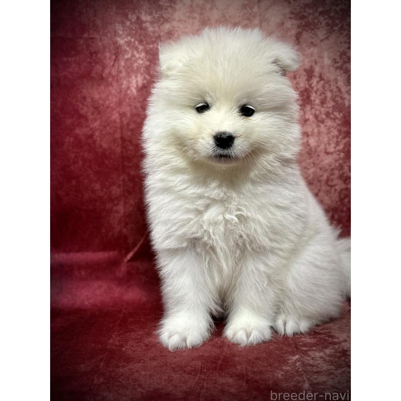 販売中の埼玉県のサモエド-448487の13枚目