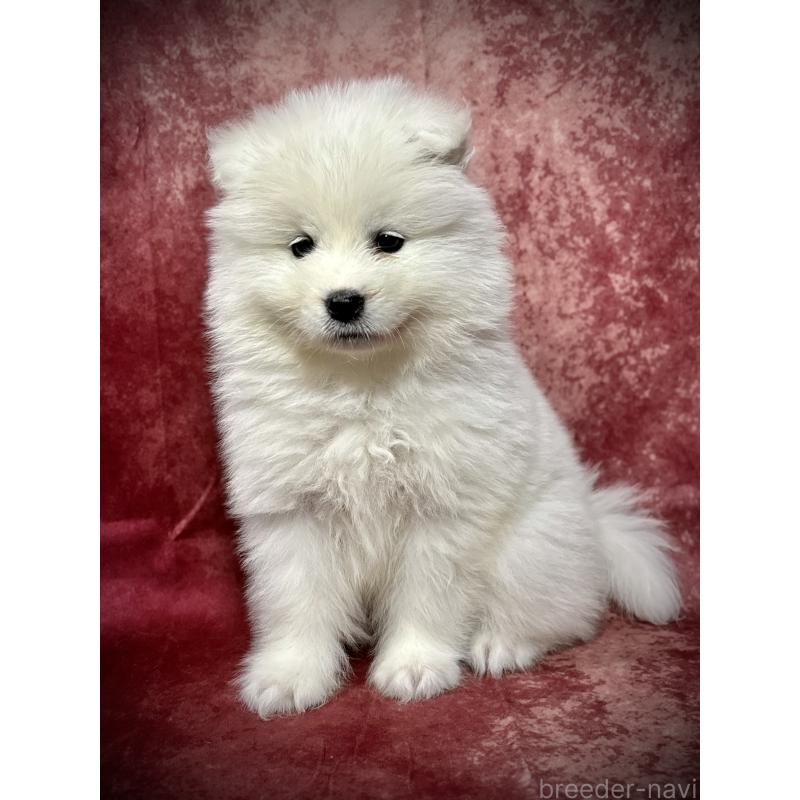 販売中の埼玉県のサモエド-448487の12枚目