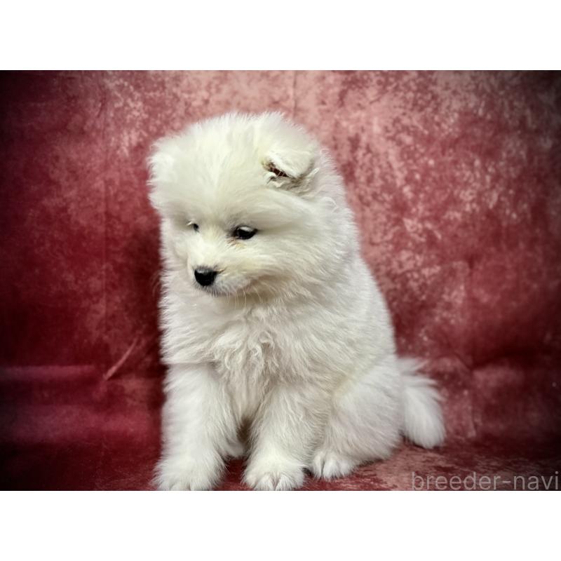 販売中の埼玉県のサモエド-448487の11枚目