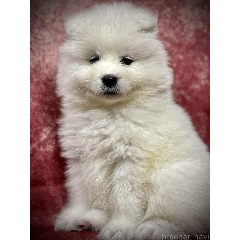 販売中の埼玉県のサモエド-448487の10枚目