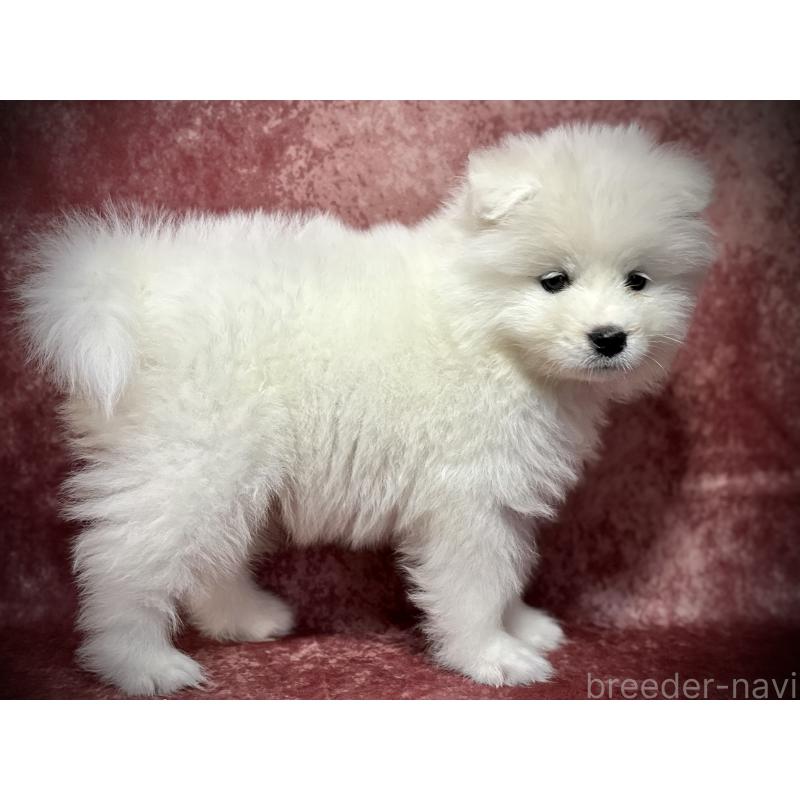 販売中の埼玉県のサモエド-448487の9枚目