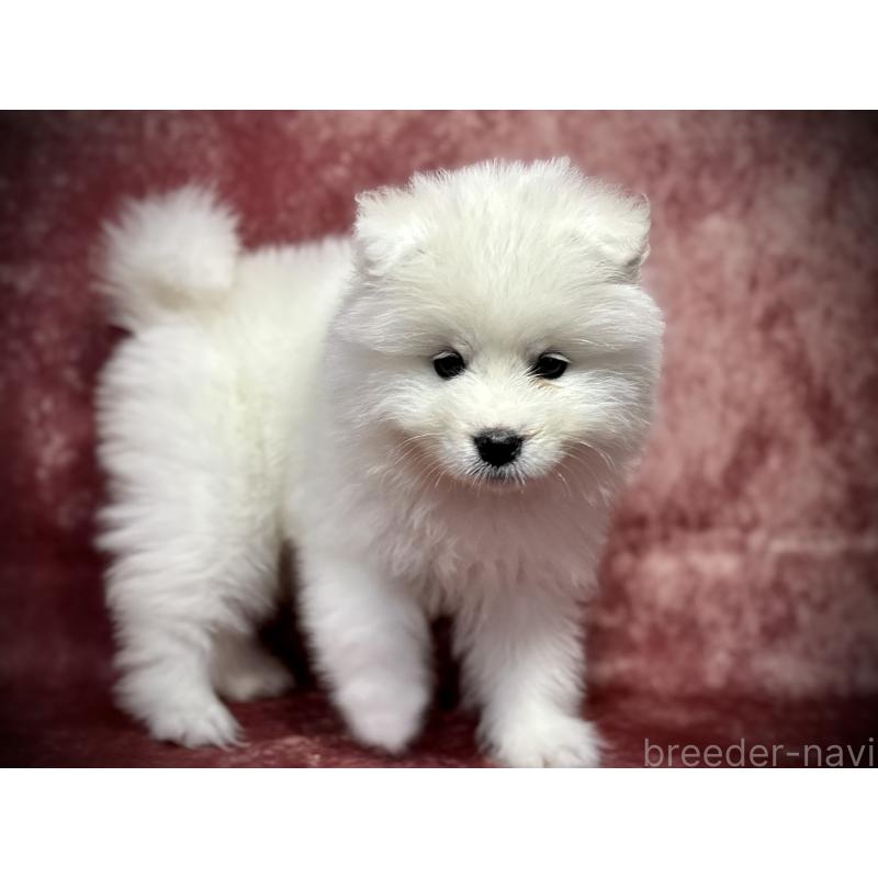 販売中の埼玉県のサモエド-448487の8枚目