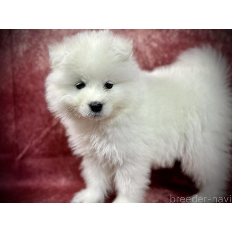 販売中の埼玉県のサモエド-448487の7枚目