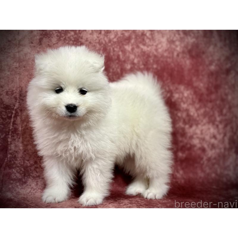 販売中の埼玉県のサモエド-448487の6枚目