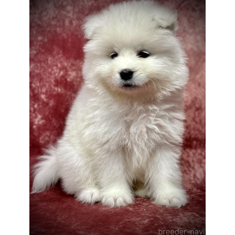 販売中の埼玉県のサモエド-448487の5枚目