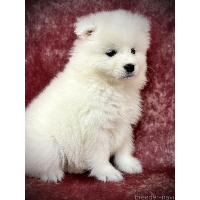 販売中の埼玉県のサモエド-448487の4枚目