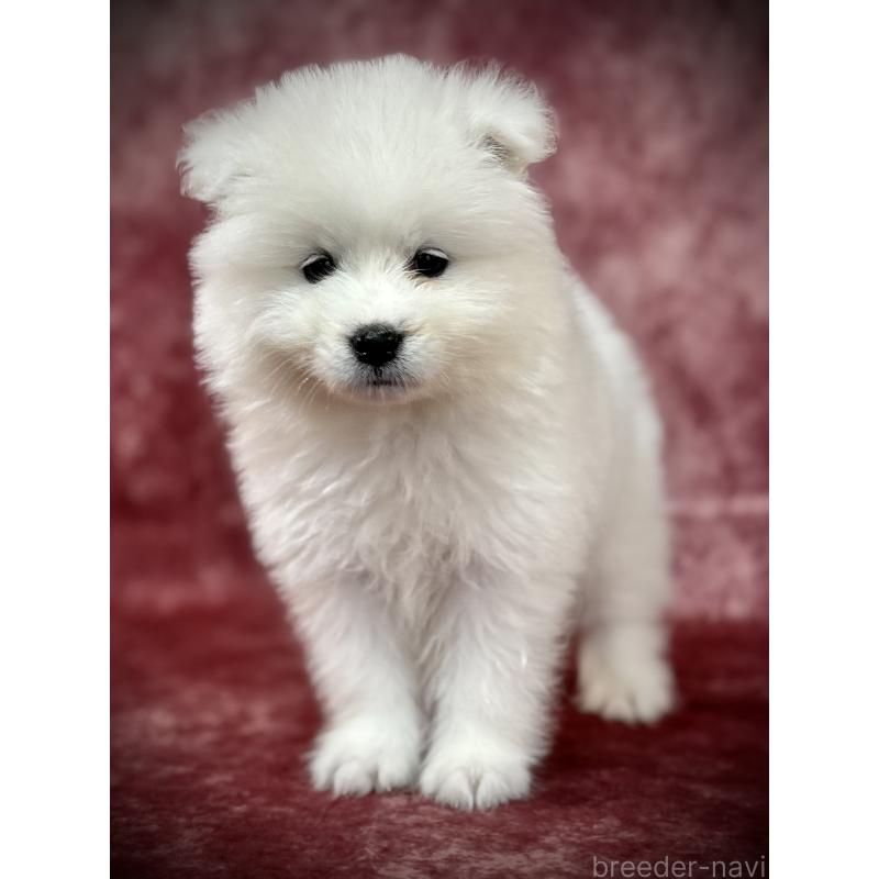 販売中の埼玉県のサモエド-448487の3枚目