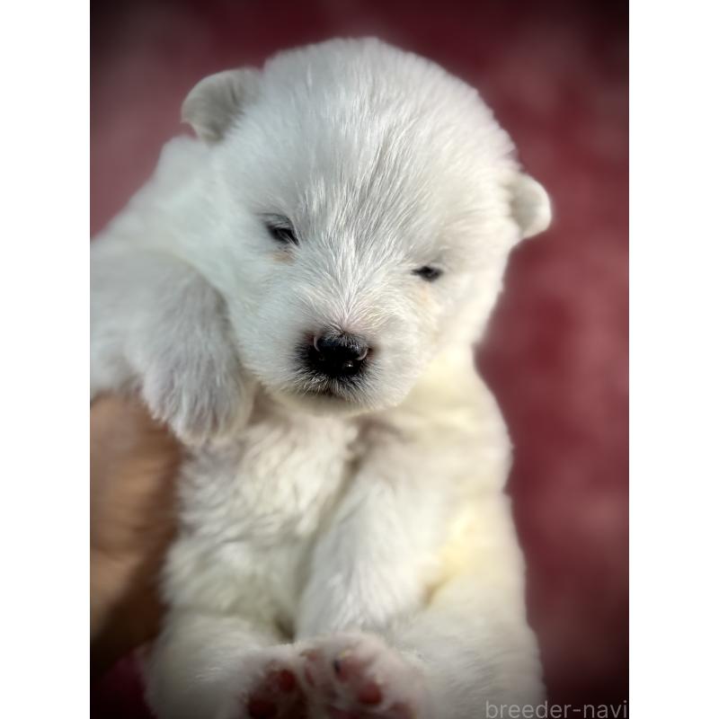 販売中の埼玉県のサモエド-448488の9枚目