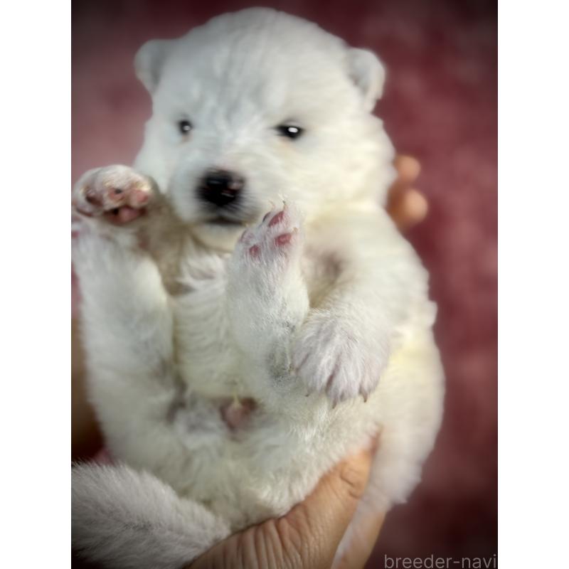 販売中の埼玉県のサモエド-448488の8枚目